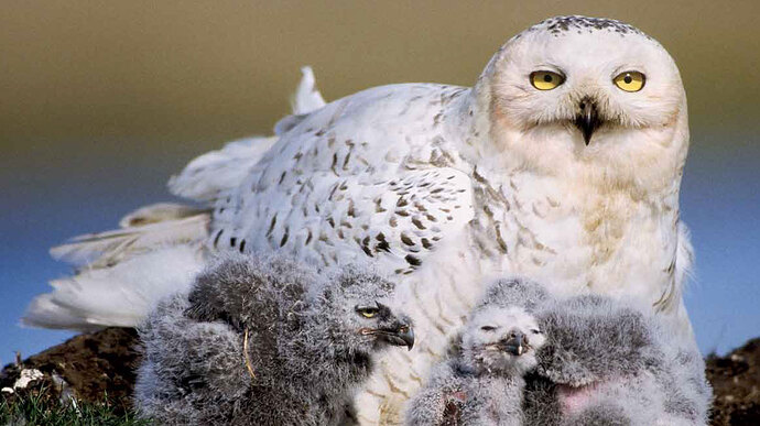 featured-snow-owl